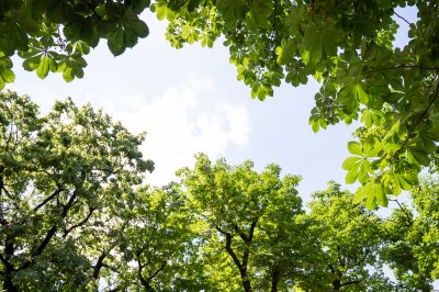 Blätterkrone im Hof der Pauluskirche